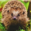 hedgehog