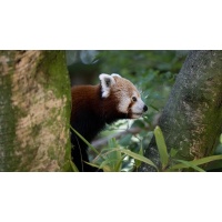 red-panda_1936052981